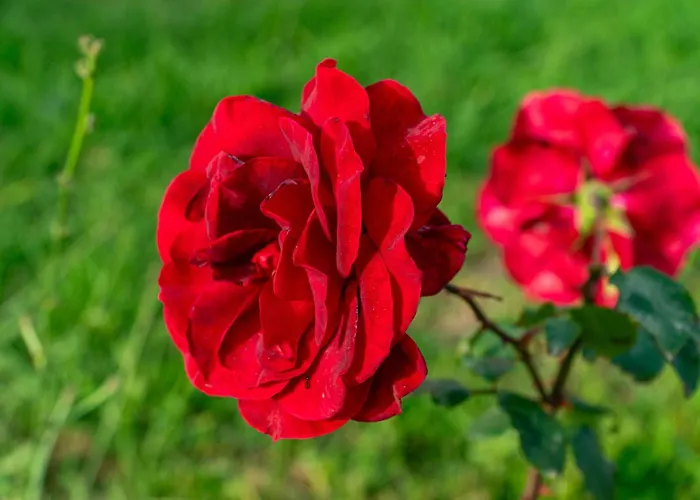 Kosmos St3 In Agios Stefanos Apart-hotel 4*